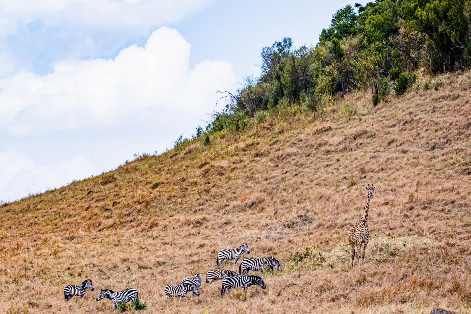 Wild Adventures in Madagascar: Unveil the Island’s Hidden Treasures and Breathtaking Wildlife