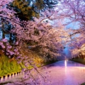 beautiful cherry blossom flower in japan 2024 01 26 19 30 36 utc 1 1