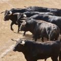 fighting bulls in the arena bullring toro bravo 2023 11 27 05 16 34 utc 1