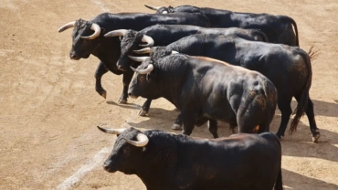 fighting bulls in the arena bullring toro bravo 2023 11 27 05 16 34 utc 1