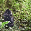 mountain gorilla in bwindi impenetrable national p 2023 11 27 04 53 35 utc 2