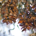 shallow focus of a group of monarch butterfles in 2023 11 27 05 21 14 utc