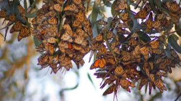 shallow focus of a group of monarch butterfles in 2023 11 27 05 21 14 utc