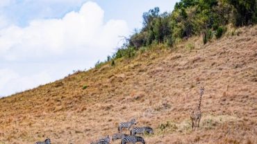 zebras wildlife wild animals savanna grassland ken 2024 05 15 18 43 51 utc